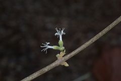 Symphorema polyandrum